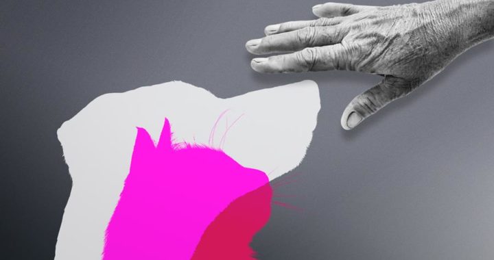 Mascotas, benéficas para adultos mayores*