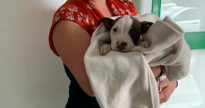 Invitan esterilizar a tu mascota en Mineral de la Luz