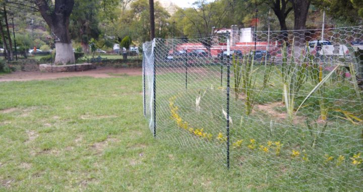 Cubren flores con mallas para protegerlas