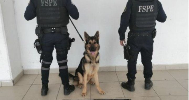 Perro policía detiene a hombre con drogas
