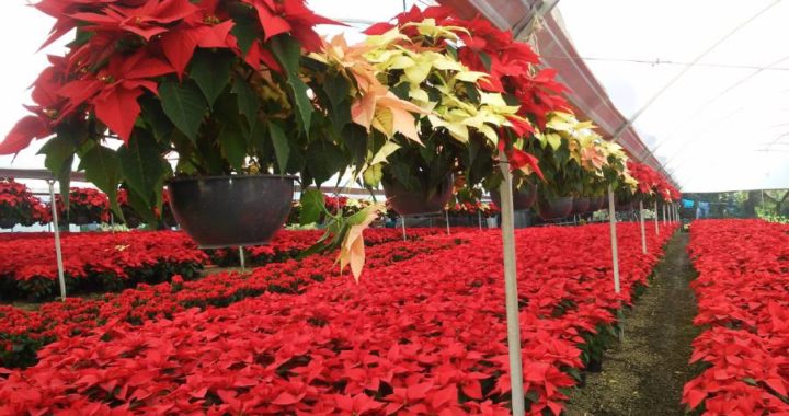 Nochebuena: La flor que México le regaló a la Navidad*
