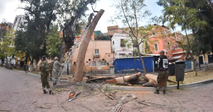 Eliminan riesgos en el Jardín El Cantador por árboles viejos
