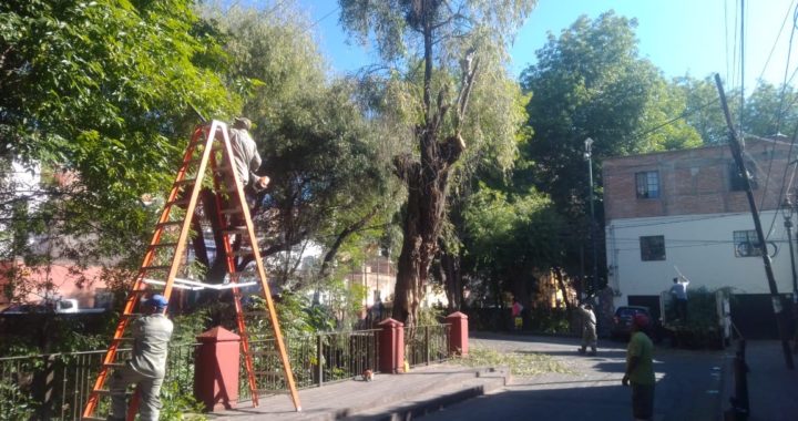 Podan árboles  donde hay cámaras de vigilancia y no tapar la vista