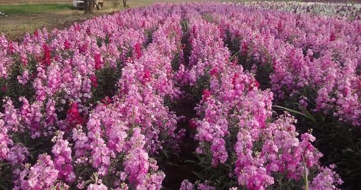 Podrán floricultores vender en El Cantador