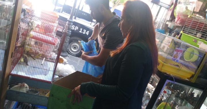 Policía ambiental decomisa 15 canarios que se vendían ilegalmente