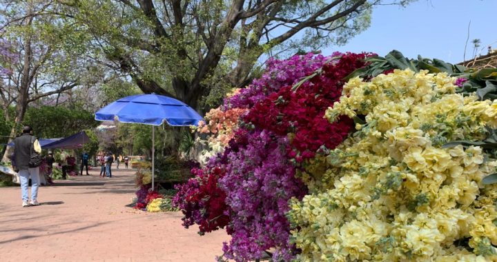 Productores de flores inician ventas en la capital; 250 vendedores afectados