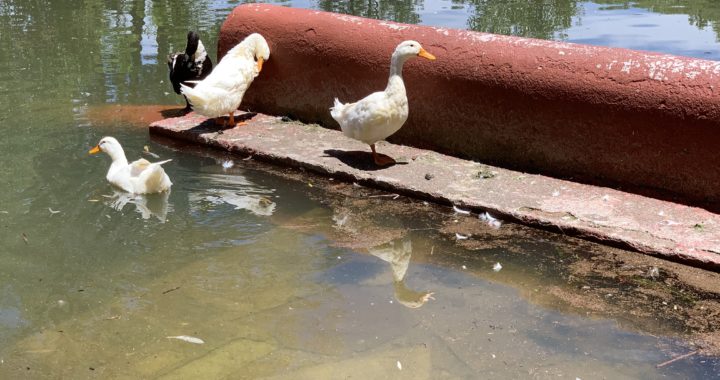 Hallan exceso de bacterias y poco oxigeno en el agua de la presa de la Olla