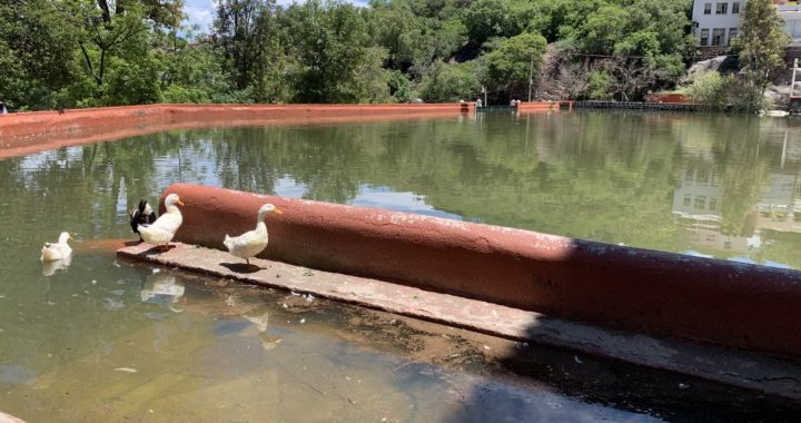Interviene comisión internacional para aclarar muerte de patos