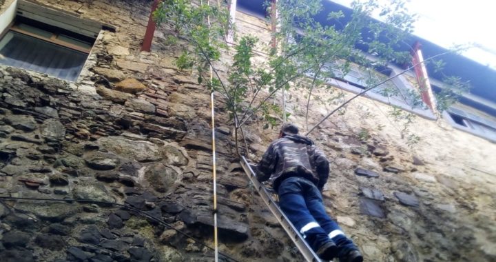 Dan mantenimiento a áreas verdes de la capital
