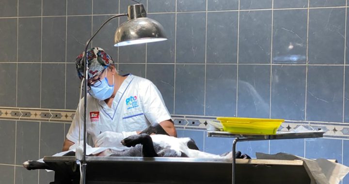 Escasea material para esterilización de mascotas en el CECA de la capital