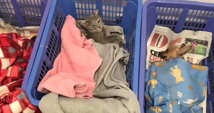 Anuncian campaña de esterilización de mascotas