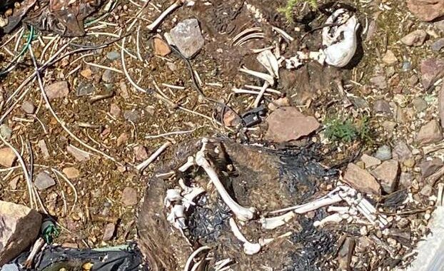 Encuentran fosa clandestina de animales; denuncian el hecho