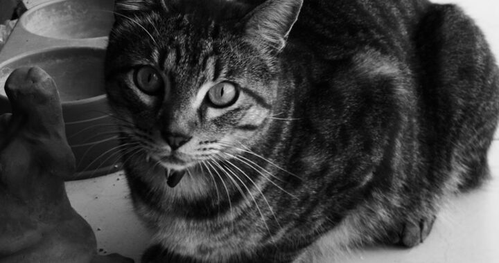 Gato en el pasillo