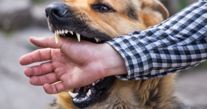 Aumenta población de perros callejeros y peligrosos en la capital