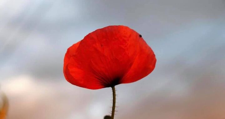 Flores