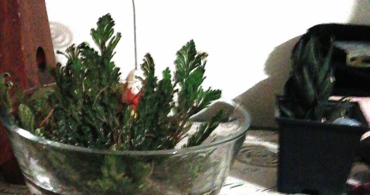Planta inmortal