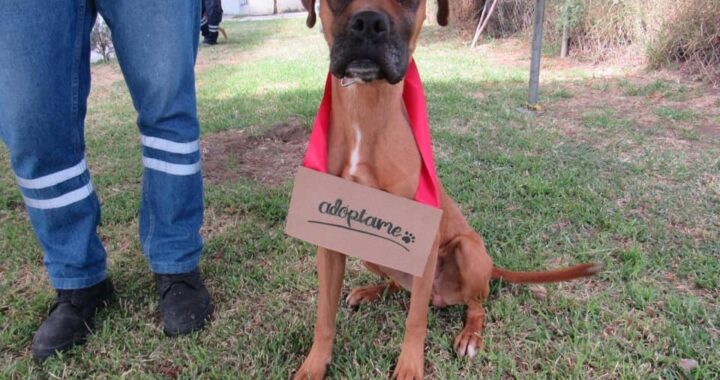 Reglamento de protección animal de Guanajuato en la vanguardia estatal