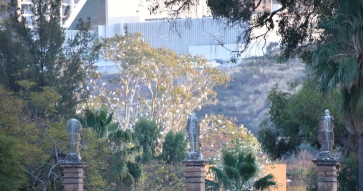Da mantenimiento en árboles de Marfil para evitar riesgos con cableado