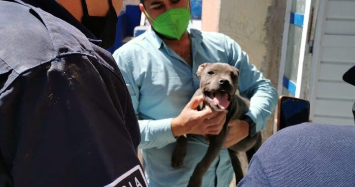 Gobierno del estado trabaja para endurecer los castigos legales contra el maltrato animal