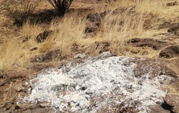 Encuentran cuerpo con mordeduras de perros