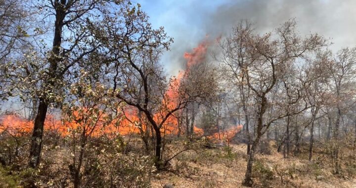 lluvias dan tregua a la atención de incendios pastizales