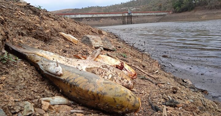 Brotan peces muertos en la presa de La Esperanza