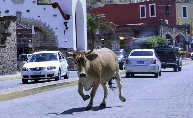 Si dueños no cuidan a sus vacas, se retirarán y venderán