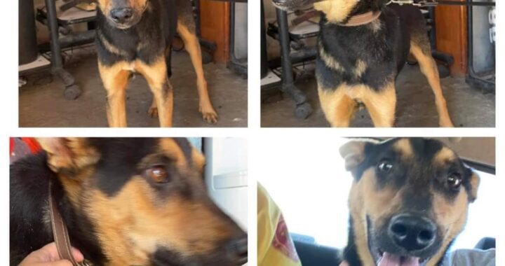 Rescata SIMUB a un perrito, estaba en una grieta