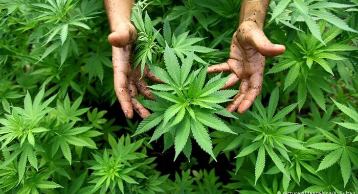 Legalizar el uso lúdico de la marihuana no es la solución: Hicks