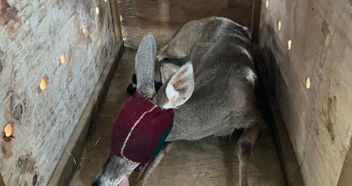 TRASLADAN A VENADO RESCATADO EN LA CAPITAL, A UN REFUGIO PARA VIDA SILVESTRE