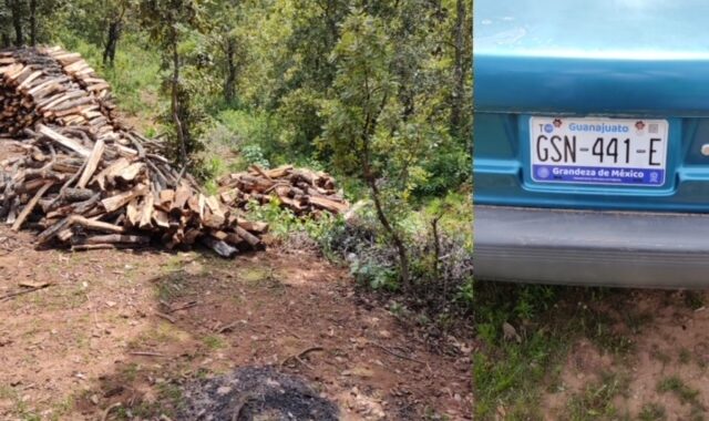 Caen más talamontes en la sierra, cortaron 100 árboles