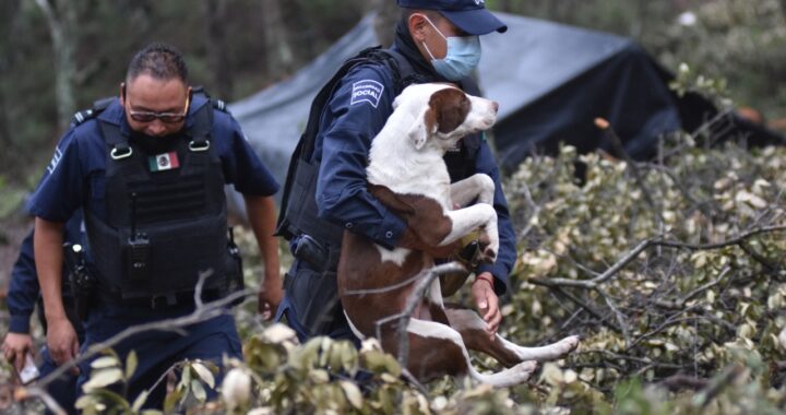 Aumenta en un 50 por ciento el abandono de mascotas en los primeros meses del año