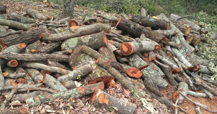 Debemos fomentar otras actividades económicas para preservar las zonas boscosas: SMAOT