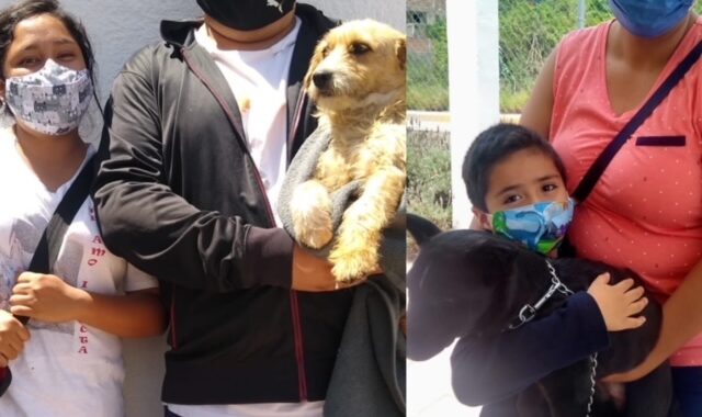 Se incrementan adopciones y esterilizaciones de mascotas