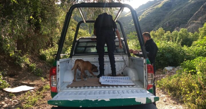 Presenta Policía Ambiental 10 denuncias por maltrato animal