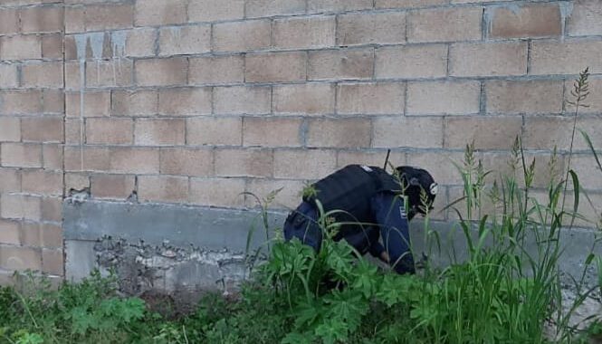 Encuentran plantas de marihuana en baldío