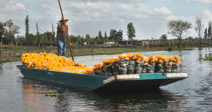 Cempasúchil, materia prima acaparada por otros países*