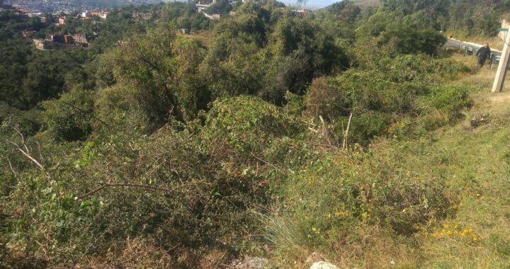 Detienen a dos personas de San Felipe talando árboles en la sierra de Guanajuato