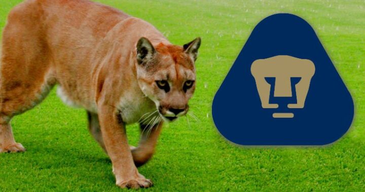 Un puma suelto