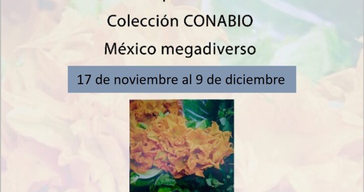 Música, cine, exposiciones y más en cultura UG