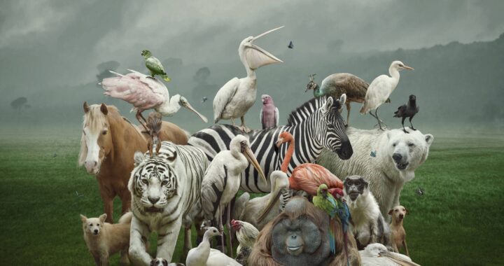 La humanidad debe terminar con la explotación animal*