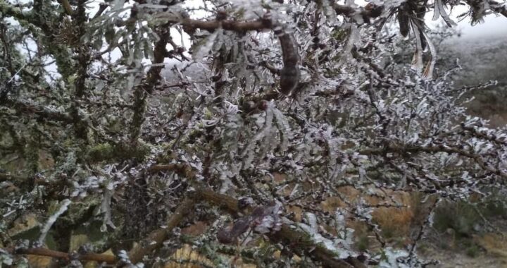 Siguen heladas y agua nieve en el norte del estado