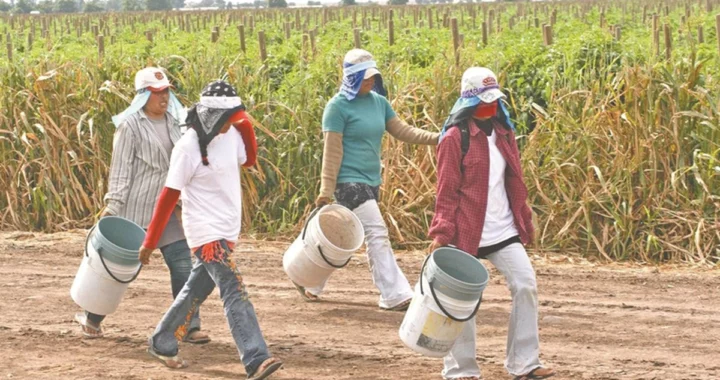 Oferta laboral en otros estados y en EUA dificulta pronosticar la llegada de jornaleros