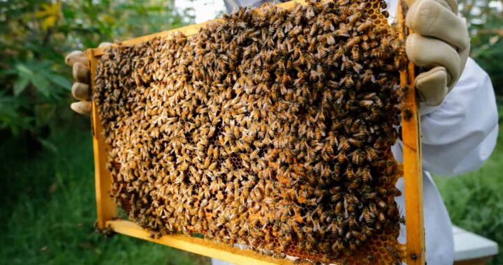 Municipios deben contar con unidades que salven a las abejas: SDAyR