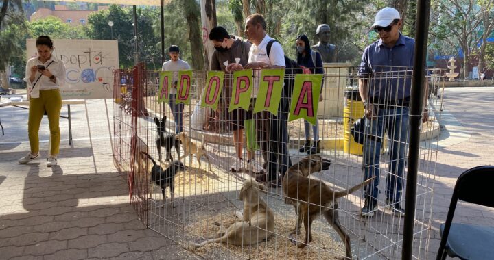 Realizan el primer festival de Conciencia Animal en Guanajuato
