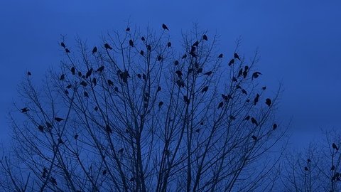 Apremiante proteger la biodiversidad; no somos los únicos que habitamos el planeta*