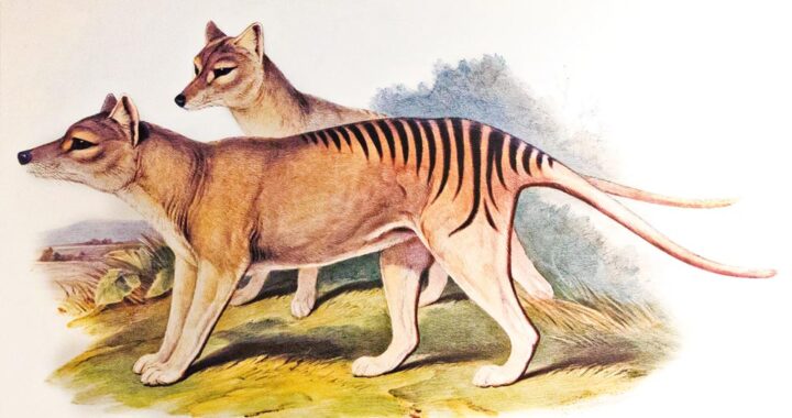 Exhibe Universum obras únicas del Museo Americano de Historia Natural de Nueva York*