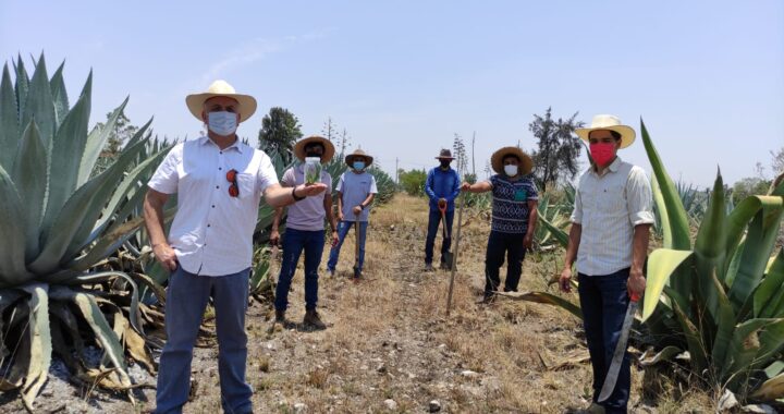 Cultivan en UG in vitro plantas de Agave de todo el territorio nacional