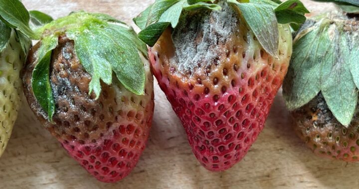 Llaman a las autoridades para atender plaga de la pestalotia en fresas de Guanajuato