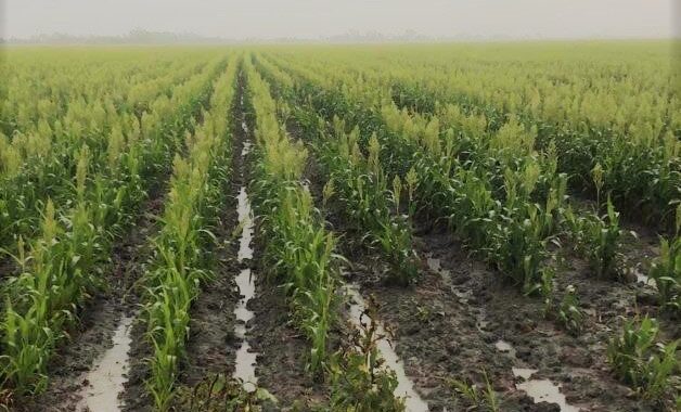 Lluvias han sido benéficas para el campo; no se reportan pérdidas de cosechas